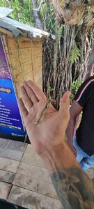 Прикрипленное изображение